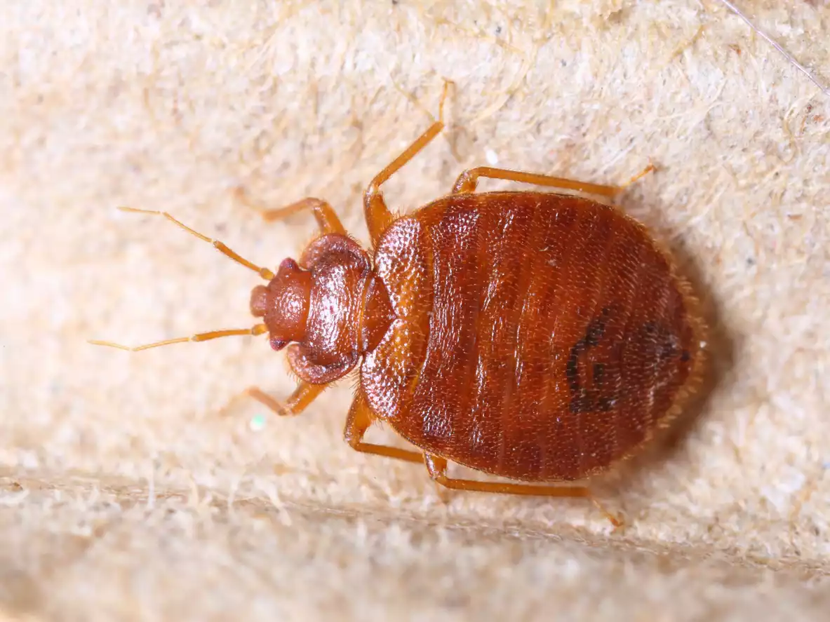 A Guide to Bed Bug Identification | D-Bug Pest Control