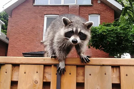 Raccoon on fence in front of brick home