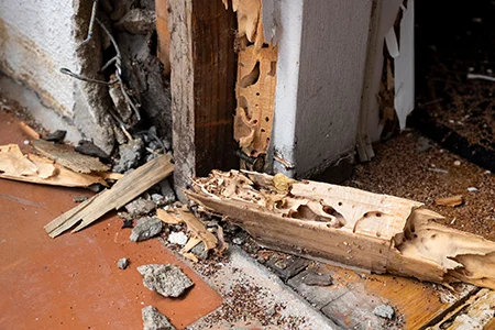termite damage wood door frame