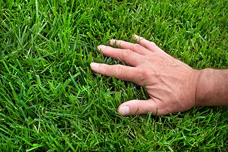 touching healthy green grass