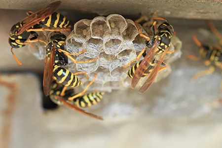 wasp nest on porch