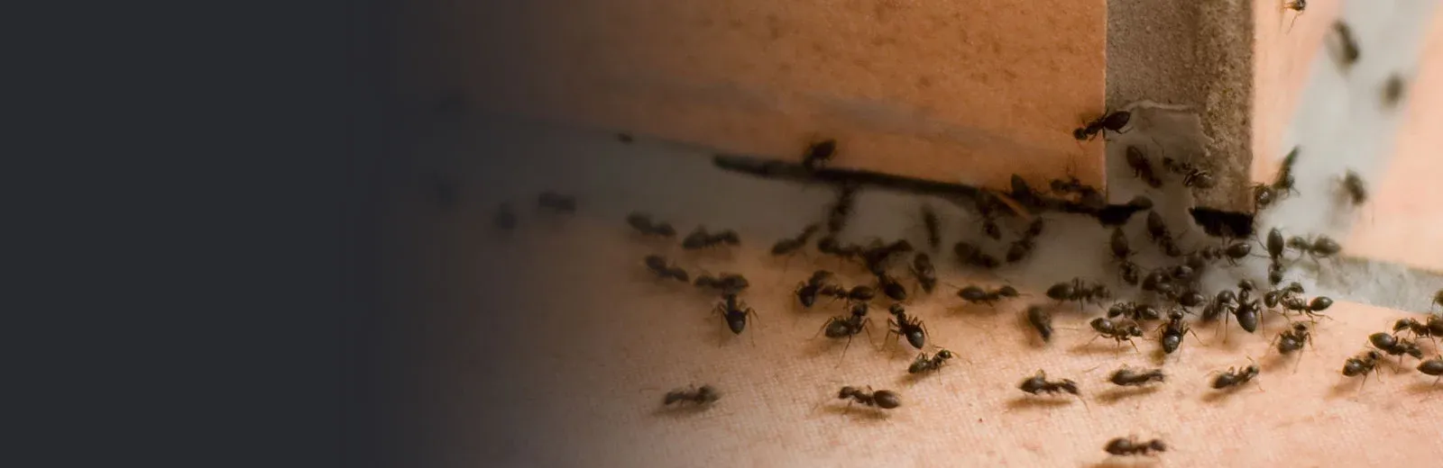 Ants on tile flooring