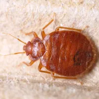 a close up of a bed bug