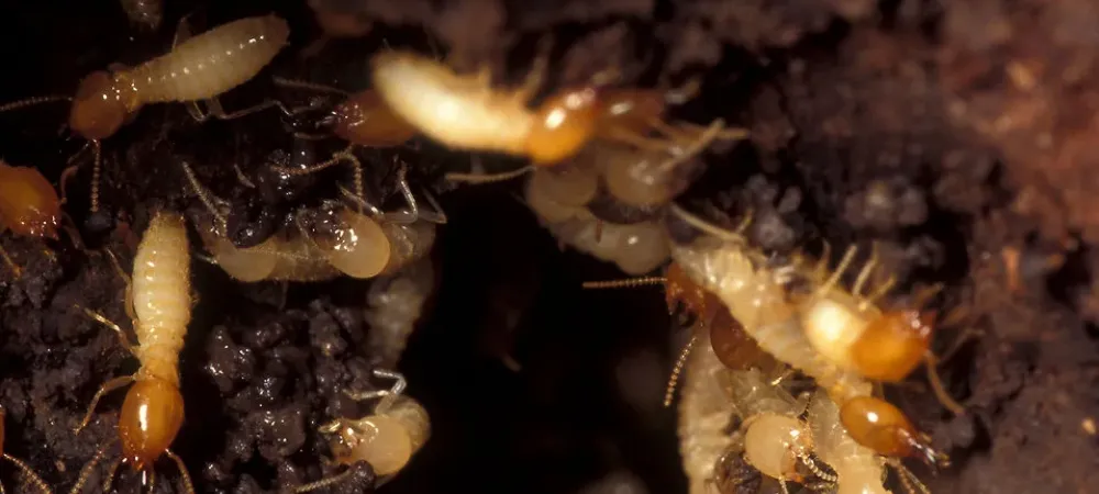 termite colony