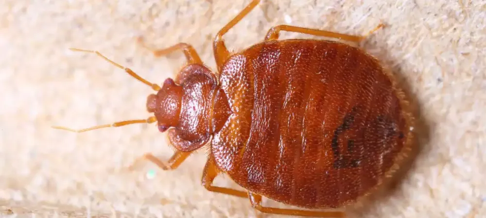 a close up of a bed bug