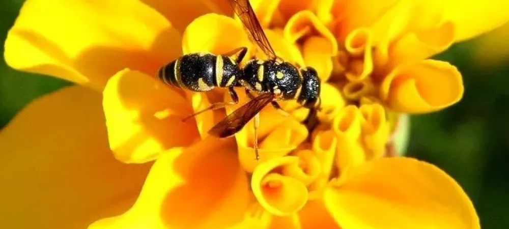 yellow jacket on flower